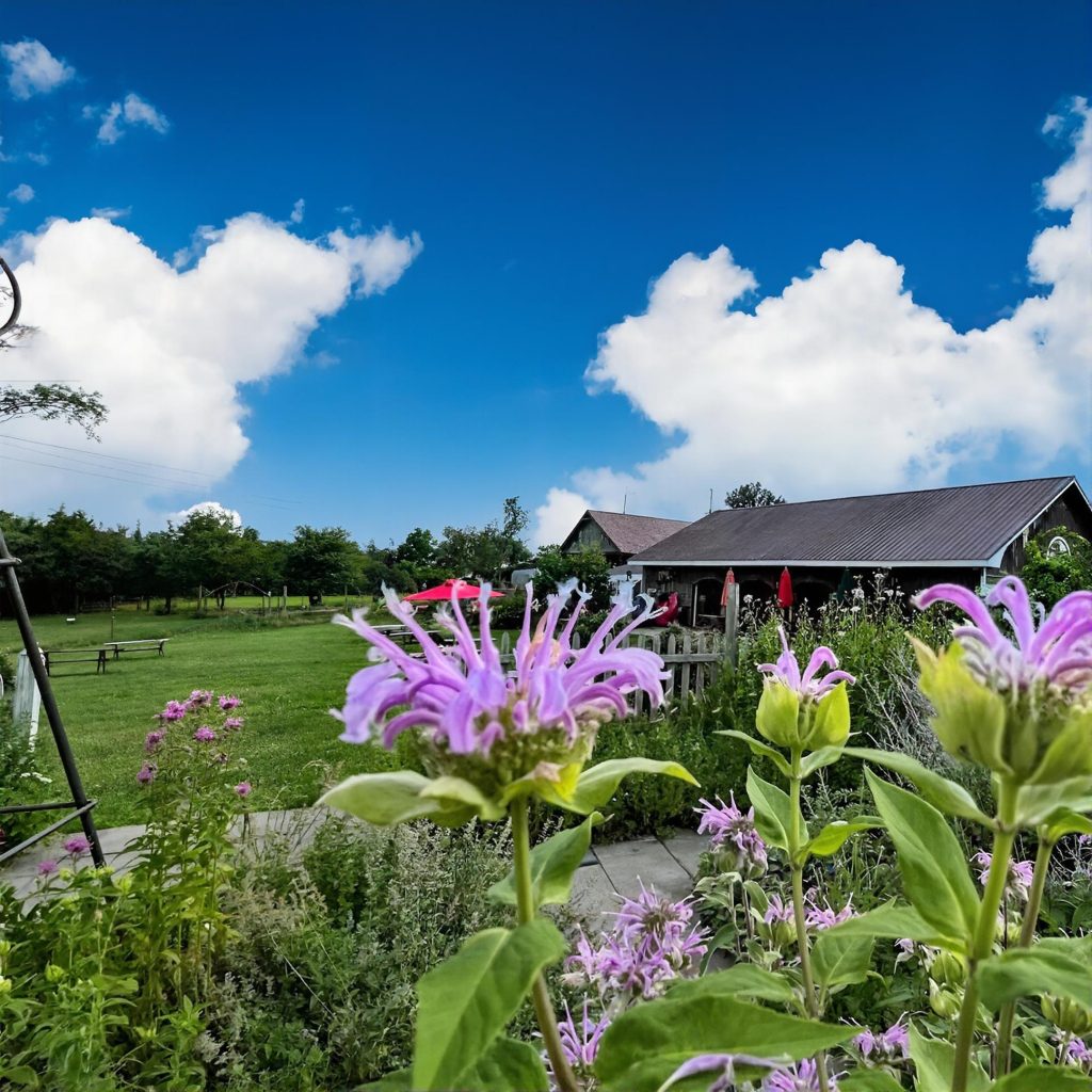 Field view with flowers at Applewood Winery in the Hudson Valley during a chauffeured wine tasting tour from Long Island.